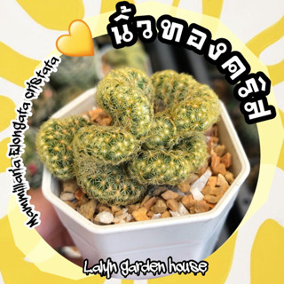 💛🫰🏻 นิ้วทองคริส Mammillaria Elongata cristata ไม้น่าสะสม ทำให้เราได้ลั้นความริสกอสวยๆได้ตลอด มีรูปทรงคริสที่ไม่ซ้ำกัน 🌾