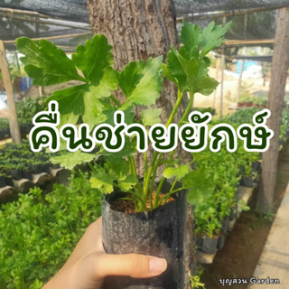 เซเลอรี่หรือขึ้นฉ่ายยักษ์( Celery )