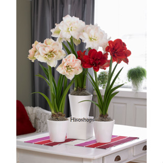 Amaryllis ว่านสี่ทิศฮอลแลนด์ ลุ้นสี สุ่มจัดส่ง(ต้องลุ้นสีเองคะ) ดอกใหญ่ ปลูกเพื่อเสริมดวงตามวันเกิด เพิ่มความรุ่งเรือง