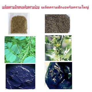 เมล็ดครามฝักตรงและครามฝักงอ 20 กรัม 49.-