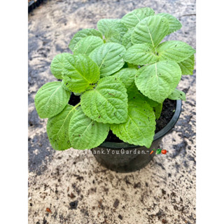 korean perilla kkaennip  ต้นใบงาเกาหลี  กระถาง 4 นิ้ว  ต้นให…