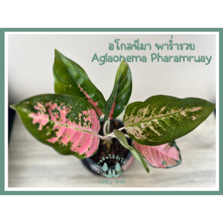 ต้นพาร่ำรวย อโกลนีมา Aglaonema Pharamruay พร้อมกระถาง