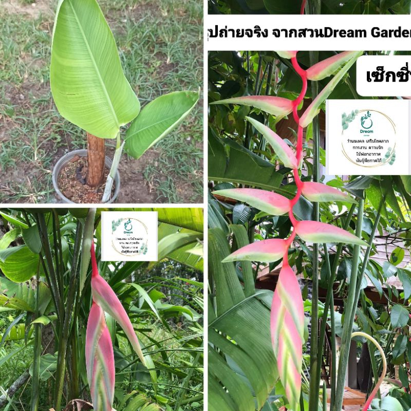 🌸เฮลิโคเนีย เซ็กซี่พิ้งค์ heliconia Sexy Pink ดอกไม้สีชมพู ดอกไม้แสนสวย