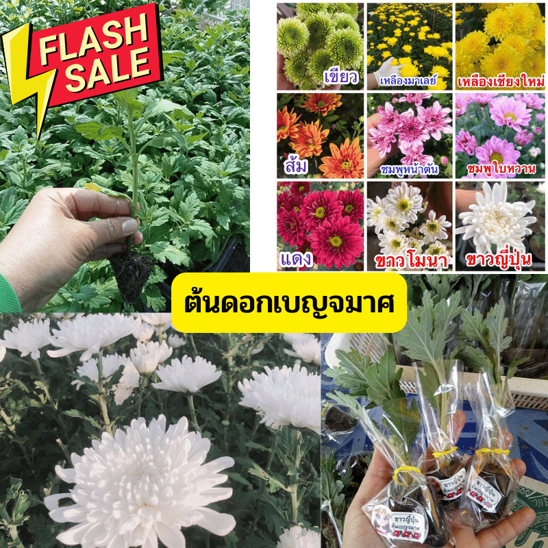#ต้นเบญจมาศ พันธ์ตัดดอก ปักชำมีรากพร้อมปลูก