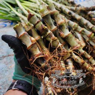 หญ้าหวานอิสราเอล 50 ท่อน แถมฟรี 20 ท่อน