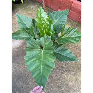 Philodendron ฟิโลเดนดรอน หูช้าง ฟิโลหูช้าง ‼️แบบเลื้อย ต้นไม้ฟอกอากาศ