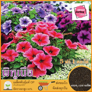 ซื้อ5 แถม1 เมล็ดพันธุ์ ดอกพิทูเนีย (ดอกไม้กินได้) 120 เมล็ด (Mixed Petunia Flower Seed) เมล็ดพันธุ์แท้ ปลูกง่าย อัตรางอก