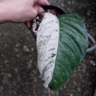 ราฟิโด Rhaphidophora Puberula V. จากแม่พันธุ์ด่างสวย โตมามีรู รากดี แทงยอดแล้ว ได้ต้นตามภาพ
