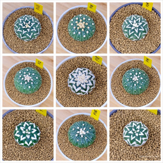 แอสโตร - Astro - แอสโตรไฟตัมแอสทีเรียส - Astrophytum Asterias