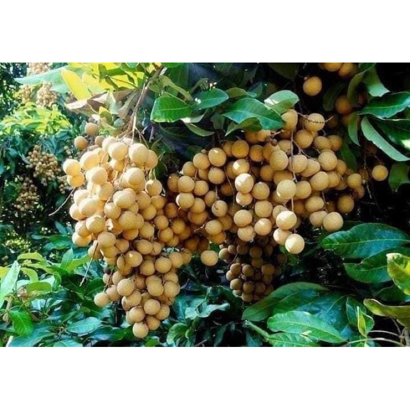 🪴ต้นพันธุ์ลำใยอีดอ ต้นใกญ่ติดดอกไปด้วยจ้า ปลูกง่าย ดินแบบไหนก็ปลูกได้ ลูกใหญ่ เนื้อเยอะ เม็ดเล็ก รสชาติหวาน ผลดก