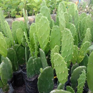 opuntia เสมามีรากพร้อมปลูก ส่งทั้งถุงชำ