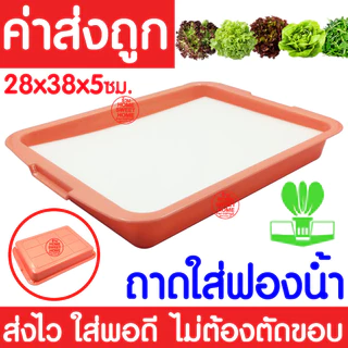 *โค้ดส่งฟรี* ถาดใส่ฟองน้ำ เพาะเมล็ด ถาดเพาะเมล็ดไม่มีรู ถาดเพาะกล้า ปลูกผักไฮโดรโปนิกส์ ถาดเพราะ ฟองน้ำ MAXX