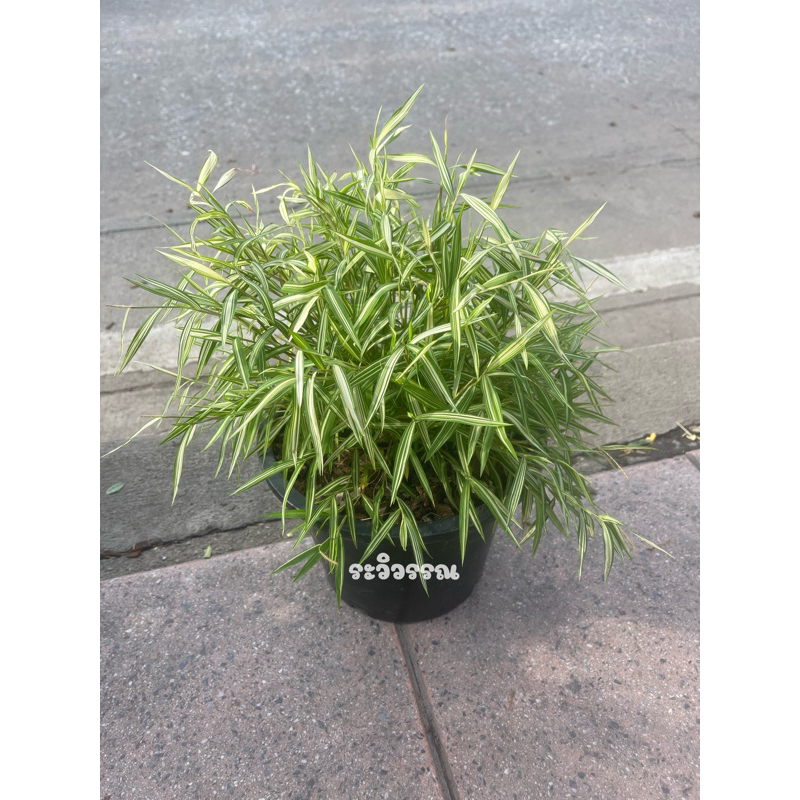 ไผ่เงิน ไผ่แมว(กระถาง11นิ้ว) [1คำสั่งซื้อขอไม่เกิน2ต้นนะคะ]