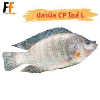 ปลานิล CP (ไซส์L) | TRIMMED TILAPIA