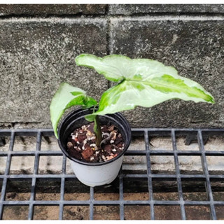 #syngonium three kings รากเดินแข็งแรงดี เลือกต้นได้ ไปลุ้นกลายกันต่อเองนะคะ ^^