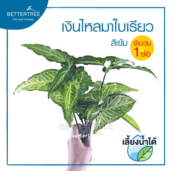 เงินไหลมาใบเรียวสีเข้ม (จำนวน 1 ช่อ) ต้นไม้ฟอกอากาศ สามารถเลี้ยงกับน้ำได้ ต้นไม้มงคล ต้นไม้น้ำ ต้นไม้