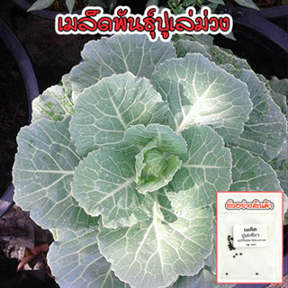 เมล็ดพันธุ์ ปู่เล่เขียว คะน้าปูเล่ ปลูกประดับ ใบกินได้ ปลูกง…