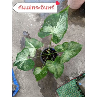 บอนสีชื่อพระอินทร์บอนใบเขียวป้ายเขียวอยู่ในกระถาง4นิ้วได้ต้นตามรูป