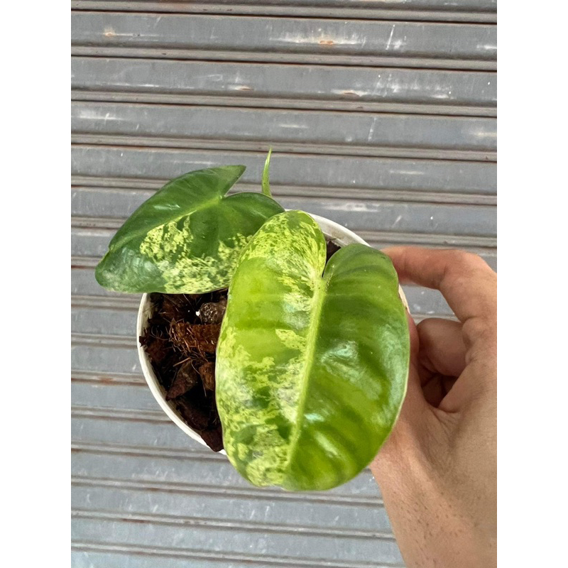 Philodendron 'Burle Marx Mint Variegated