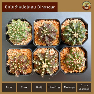 ยิมโนชำหน่อโคลนไดโนเสาร์(Dinosaur) สายยับ T-rex,T-lux,Godji,Hornfrog,Crazy Diamond,Majunga ส่งทั้งกระถาง