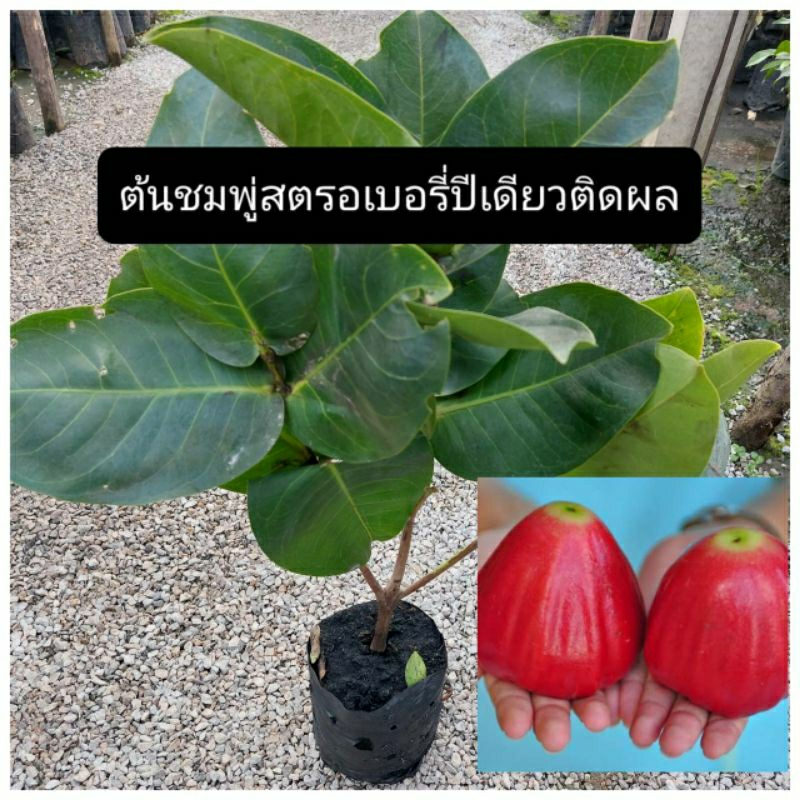 ต้นชมพู่สตรอเบอรี่/ตอนกิ่ง ขนาด40-50ซม./ปีเดียวติดผล ผลใหญ่รสหวานกรอบอร่อย