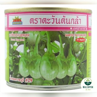 มะเขือเปราะน้ำหยดราชบุรี29 ตราตะวันต้นกล้า[20กรัม]