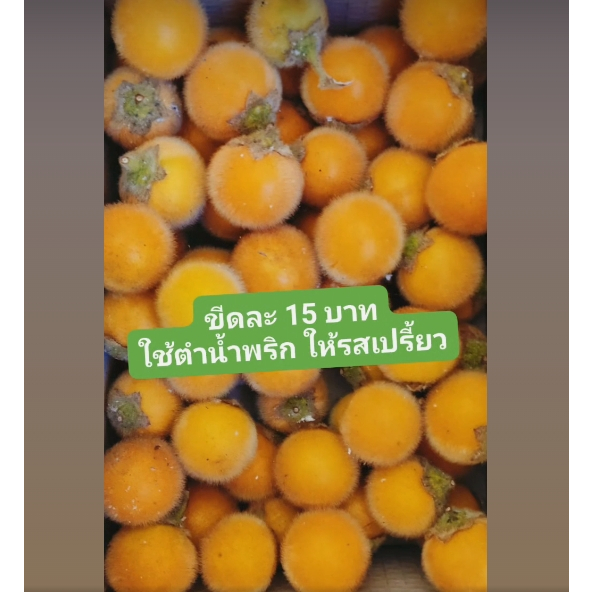 มะอึก มะอึกสงขลา 200 กรัม ตำน้ำพริกอร่อย ปลอดสารพิษ ในสวนไม่มีการใช้สารเคมีทุกชนิด