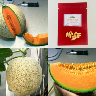 เมล็ดเมล่อนพอทออเร้นจ์ ที1957 จำนวน 10 เมล็ด Pot Orange T1957 Melon เมล่อนเนื้อส้ม เมล่อนเนื้อนุ่ม