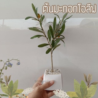 ต้นมะกอก🌿(โอลีฟ) ต้นไม้ปลอม  มินิมอล ตั้งโต๊ะทำงาน แต่งห้อง ไม่ต้องรดน้ำ แต่งสวยๆ