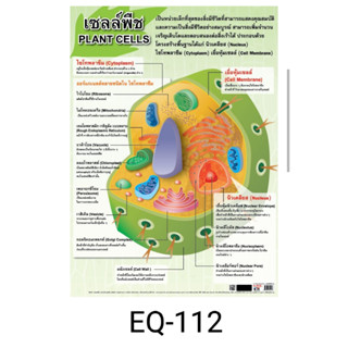 เซลล์พืช EQ 112 โปสเตอร์สื่อการสอน หุ้มพลาสติก ขนาด 50 * 70 cm