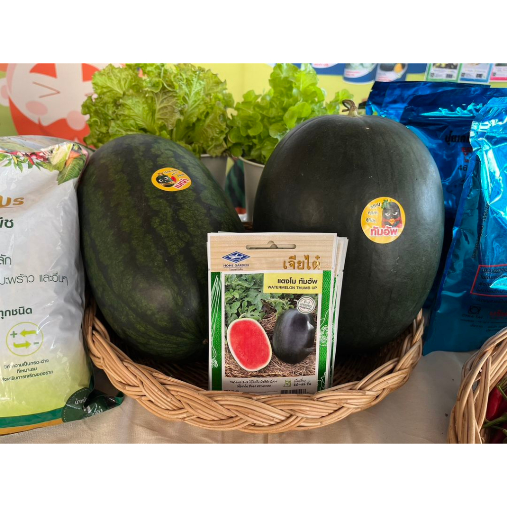 เมล็ดพันธุ์ แตงโมทัมอัพ แตงโม เจียไต๋ 56เมล็ด/ซอง - รูปที่ 2