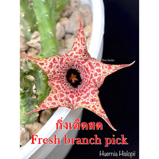 เก๋งจีน Huernia Hislopii *กิ่งเด็ดสด* แคคตัส ไม้อวบน้ำ Cactus and Succulent