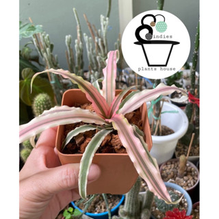 สับปะรดสีแคระ Cryptanthus bivittatus ดาวชมพู