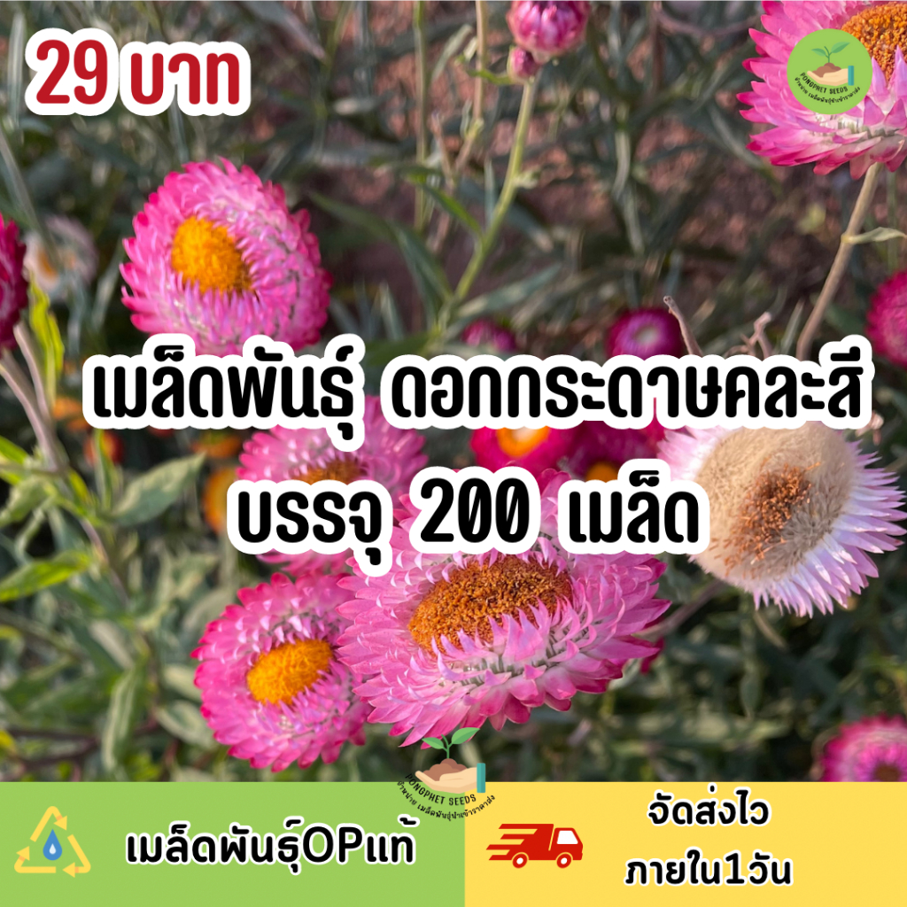 ถูกสุดคุ้ม เมล็ดพันธุ์ ดอกกระดาษคละสี 200 เมล็ด