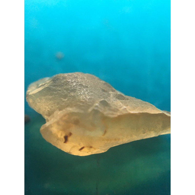 Carbonado diamond 1 ct