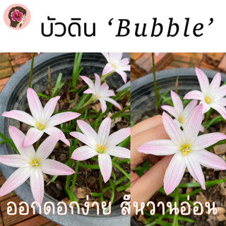 บัวดิน บับเบิ้ล (Bubble) รูปจากต้นจริง