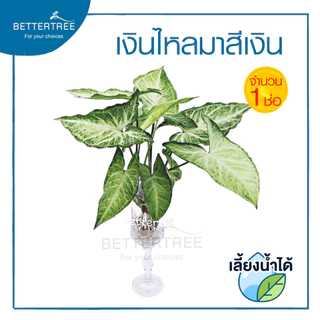 เงินไหลเงิน (จำนวน 1 ช่อ) ต้นไม้ฟอกอากาศ สามารถเลี้ยงกับน้ำได้ ต้นไม้มงคล ต้นไม้น้ำ ต้นไม้