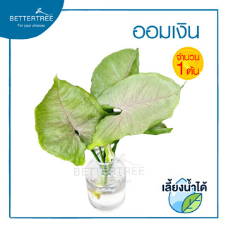 ออมเงิน (จำนวน 1 ต้น ) Syngonium podophyllum Roxanaสามารถเลี้ยงน้ำได้  ต้นไม้ฟอกอากาศ  ต้นไม้ในร่ม ต้นไม้น้ำ ต้นไม้ ต้นไ