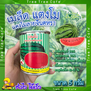 เมล็ดแตงโม แตงโมลายจินตหรา 5 กรัม 🍉 ตรารถถัง แตงโม เมล็ดพันธุ์  มล็ดพันธุ์แตงโม อัตราการงอกสูง