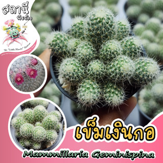 เข็มเงินกอ Mammillaria Geminispina กระบองเพชร ไม้อวบน้ำ succulent แคคตัส cactus