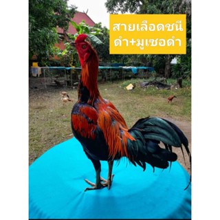 (กดดูคลิ๊ป)ไข่ไก่ชนพม่าม้าล่อรำวงเมืองเหนือ เจ้าคิมหันต์