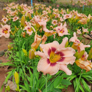 Day lily "NFV Slicked"