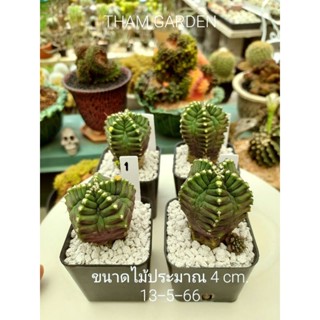 Gymnocalycium transformer ยิมโนมอนส์เตอร์ทรานฟอร์เมอร์ (แดง)