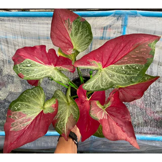 ชายชล บอนสี รัตนสิน เชื้อต้นแม่สวย ป้ายจัด สีสด สวย กระถาง 4 นิ้ว