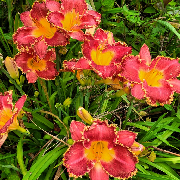 Day lily No.022 "NFV Sun Fragrant"