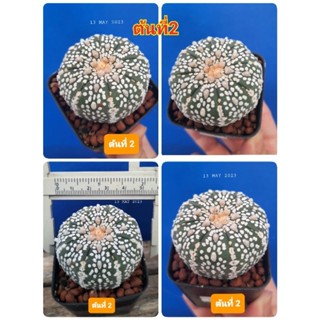 🔥13.05.2023🌵  แอสโตรไฟตัม ไม้เมล็ด 🔥 Astrophytum ลายสวยๆ🌵แอสโตร ซุปเปอร์🌵ต