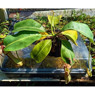 Nepenthes boschiana ×(truncata× veitchii) from seed ไม้เมล็ด