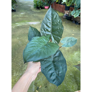 🌱Alocasia Yucatan Princess อโลคาเซีย ยูคาตัส ปริ้นเซส