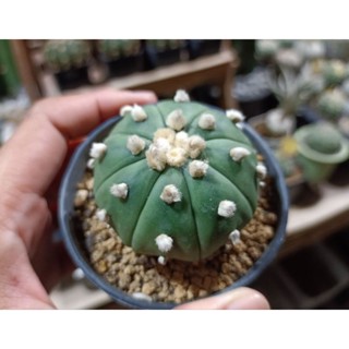 แอสโตรไฟตัม แอสทีเรียส ลูก โออิโบะ (Astrophytum asterias Ooibo)