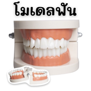 #โมเดลฟัน #สื่อการสอนด้านทันตกรรม #ฟันจำลอง #ของเล่นฟัน